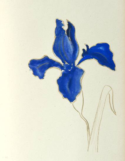 thomas werk_iris